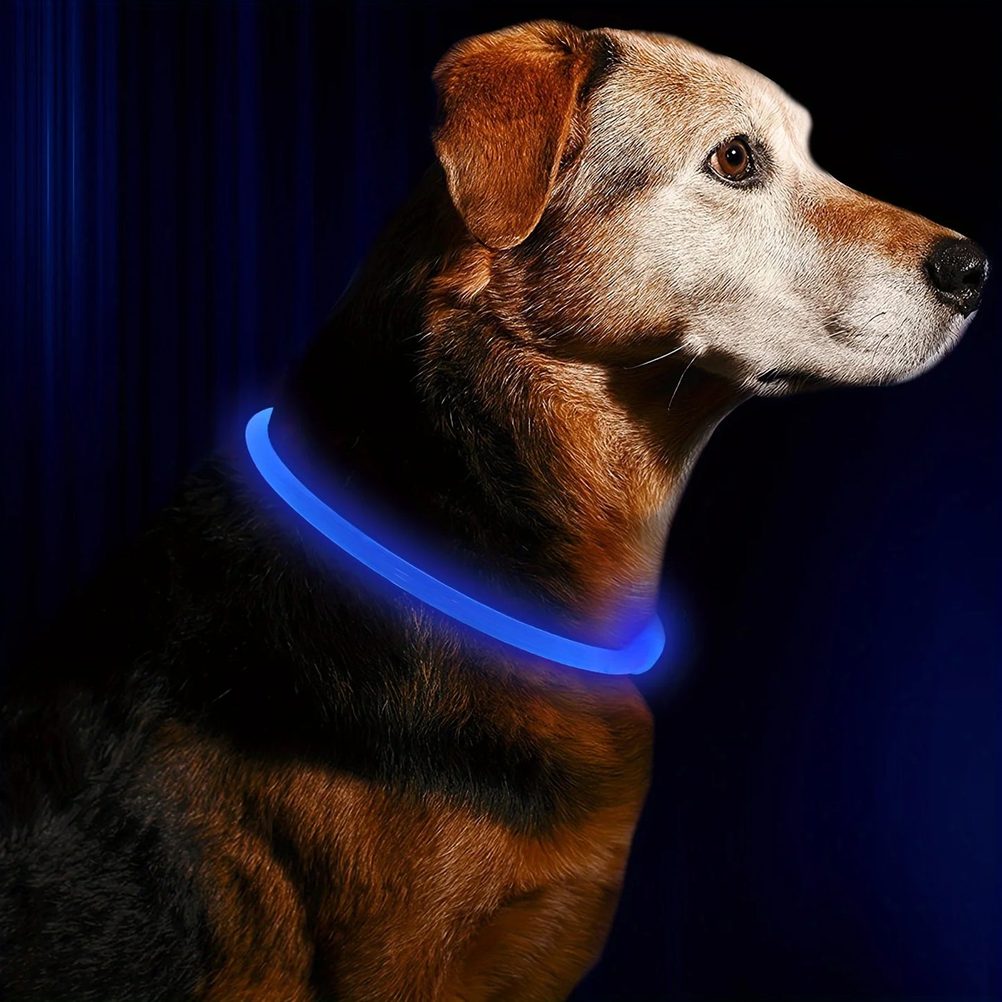 USB Rechargeable LED Dog Collar